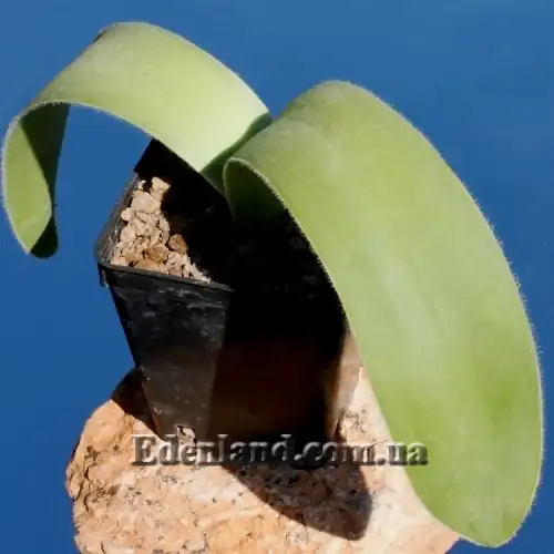 Изображение молодое растение