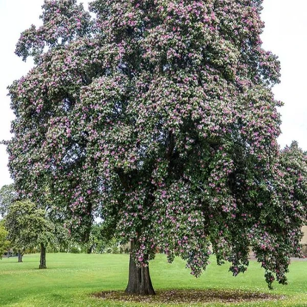 Зображення Лагунарія Патерсона - Lagunaria patersonii