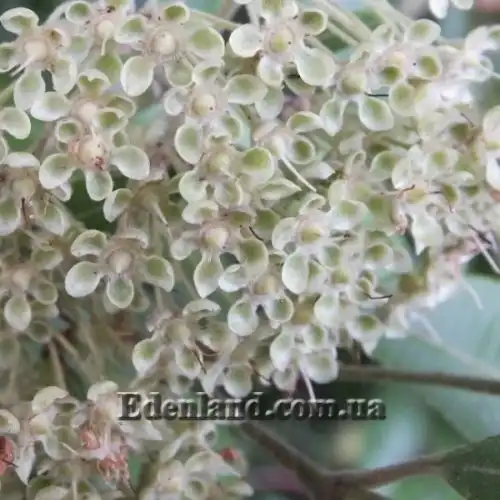 Изображение Бакхузия лимонная - Backhousia citriodora 