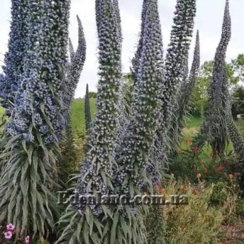 Зображення Ехіум Блакитні Башти - Echium Blue Towers