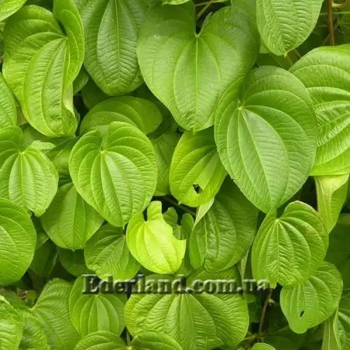 Зображення Діоскорея кавказька - Dioscorea caucasica 