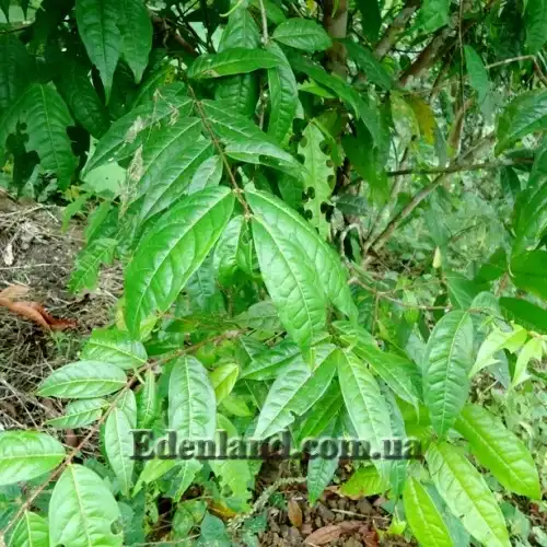 Изображение куст