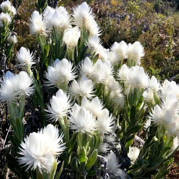 Изображение Синкарфа одетая  - Syncarpha vestita 