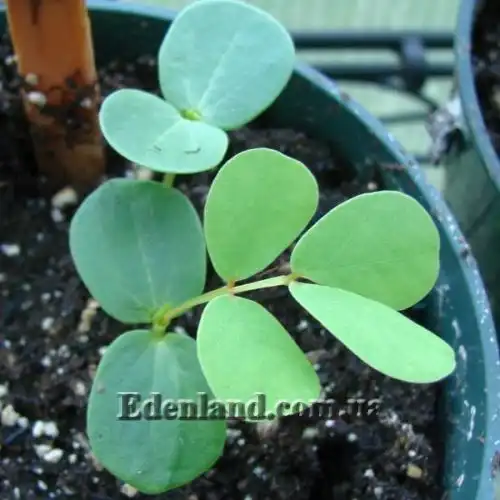 Изображение Сенна крылатая - Senna alata