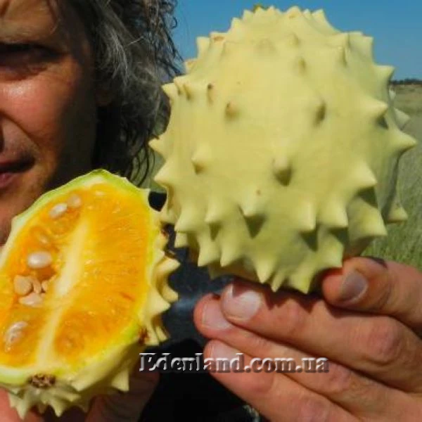 Изображение спелый плод