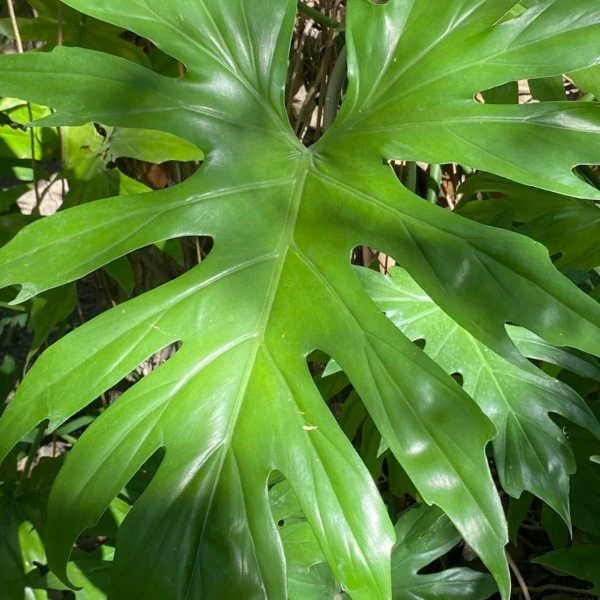 Зображення Філодендрон променистий - Philodendron radiatum 