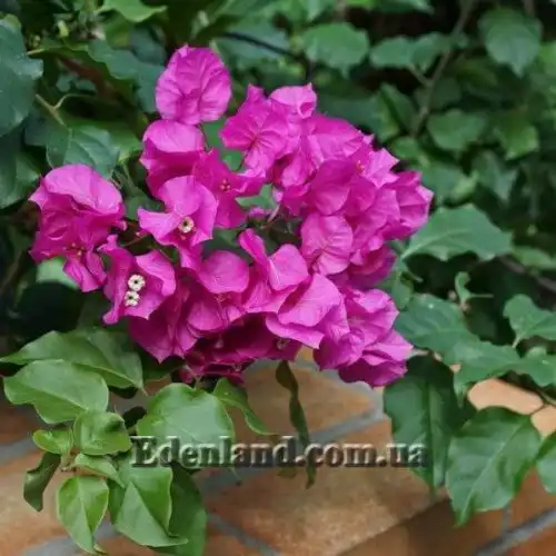 Изображение Бугенвиллия сорт Vera Deep Purple - Bougainvillea