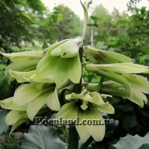 Изображение Кардиокринум сердцевидный - Cardiocrinum cordatum