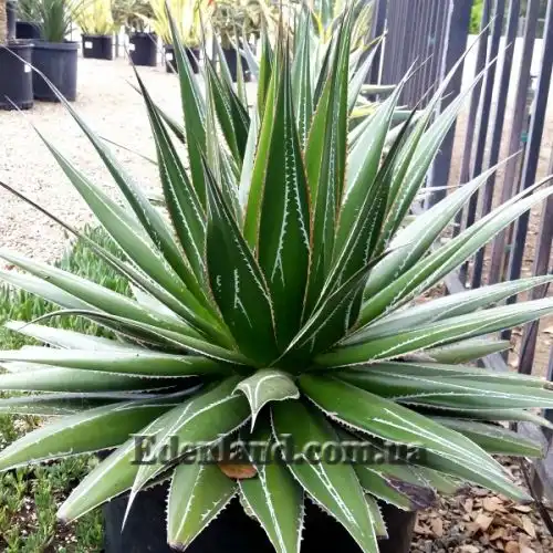 Изображение Агава отпечатанная - Agave impressa 