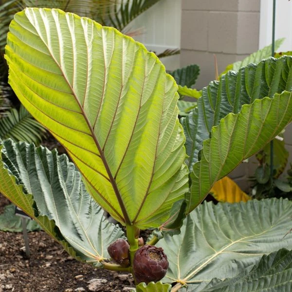 Изображение Фикус Бруса - Ficus brusii 