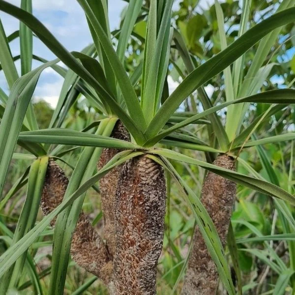 Зображення Велозія трубчаста - Vellozia tubiflora
