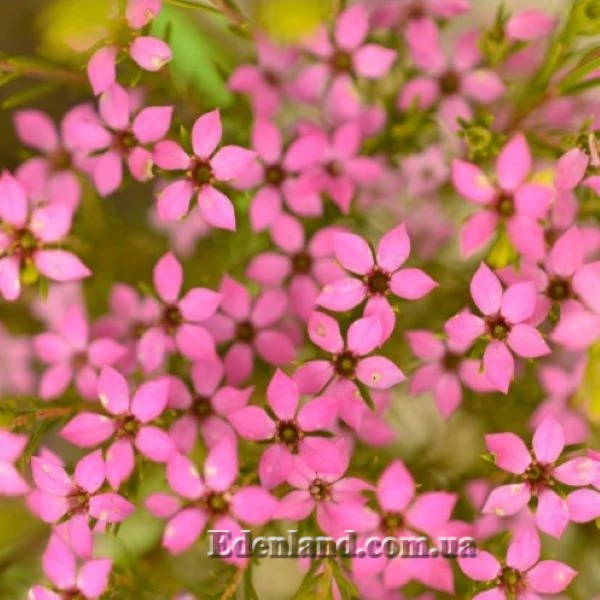 Изображение Колеонема хорошенькая  - Coleonema pulchellum