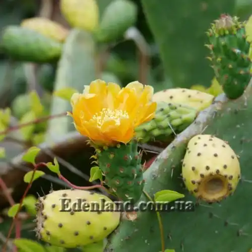 Зображення Опунція індійська  - Opuntia ficus-indica 