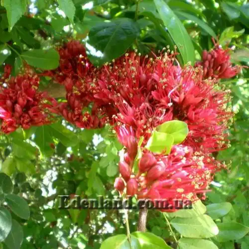 Зображення Шотія короткопелюсткова - Schotia brachypetal