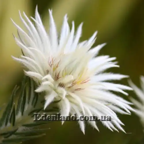 Изображение Филика пернатая - Phylica plumose 