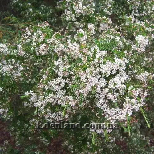 Изображение Кунцея вересковая - Kunzea ericoides