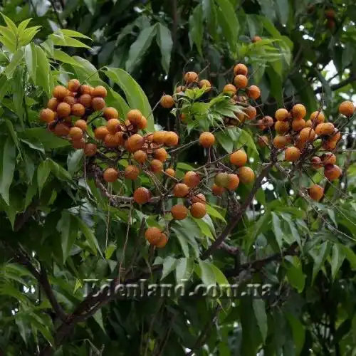 Изображение Сапиндус мыльный - Sapindus saponaria