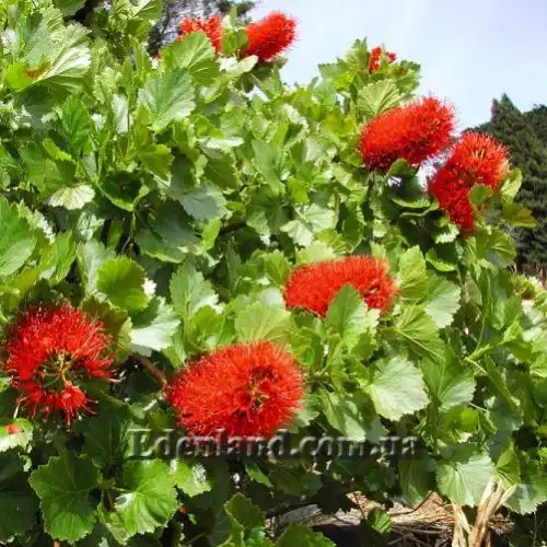 Изображение весеннее цветение