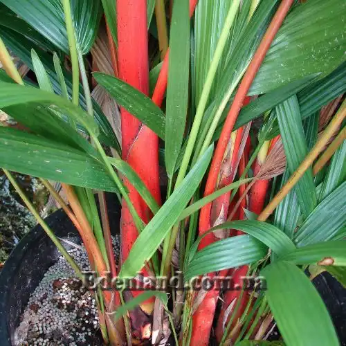 Изображение Циртостахис Ренда  - Cyrtostachys renda