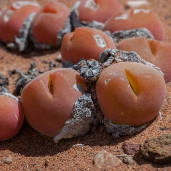 Зображення Гіббеум горіховидний - Gibbaeum nuciforme