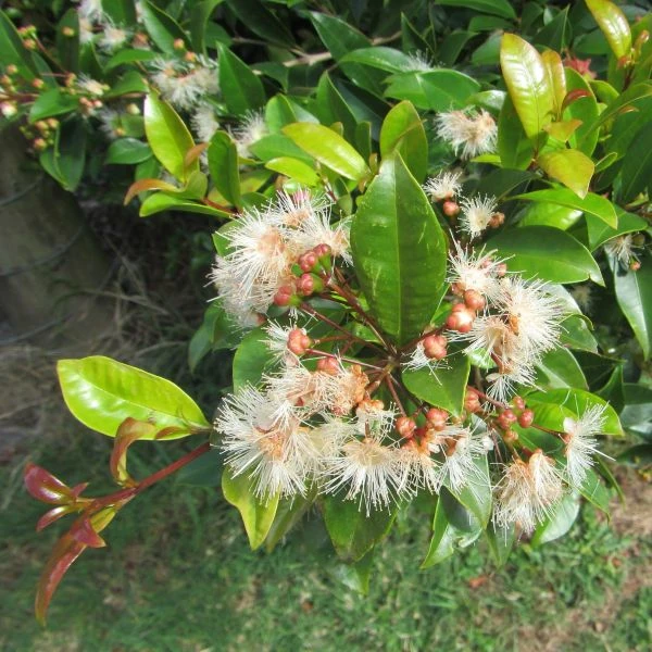 Зображення Сізігіум волотистий - Syzygium paniculatum