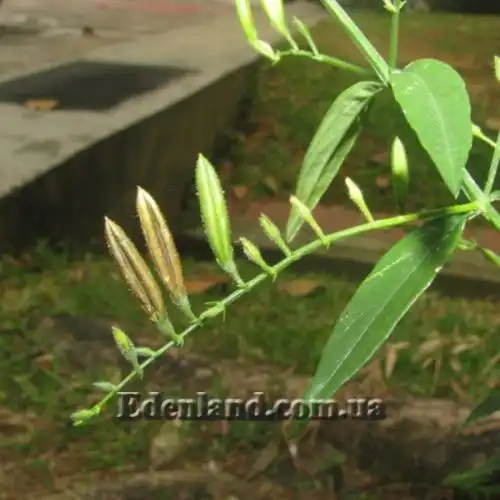 Изображение Андрографис метельчатый - Andrographis paniculata