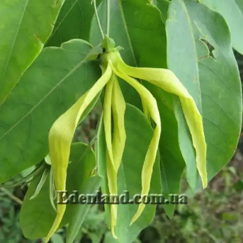 Зображення Десмос китайський - Desmos chinensis