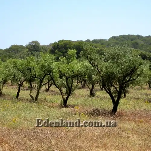 Изображение оливковая плантация