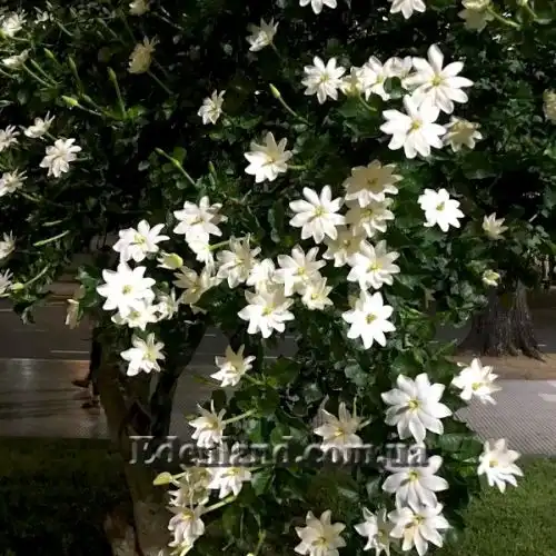 Изображение Гардения Тунберга - Gardenia thunbergia
