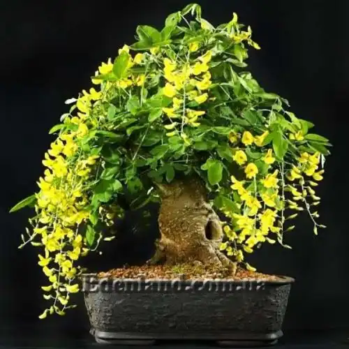 Изображение Лабурнум анагиролистный - Laburnum anagyroides
