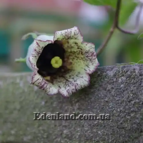 Зображення Кодонопсис зелений - Codonopsis viridis