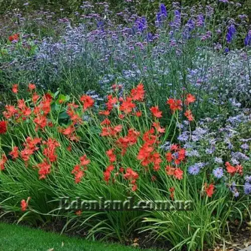 Изображение Схизостилис шарлаховый - Schizostylis coccinea