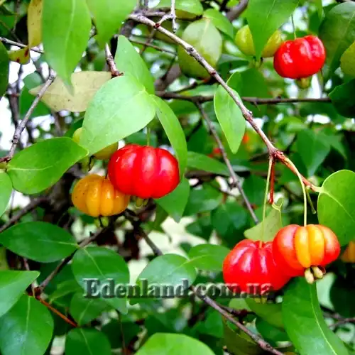 Изображение Евгения одноцветковая - Eugenia uniflora