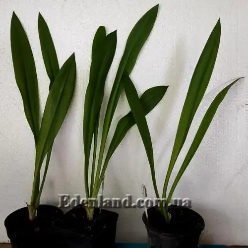 Изображение растения в продаже