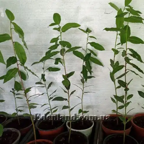 Зображення Лавр благородний - Laurus nobilis