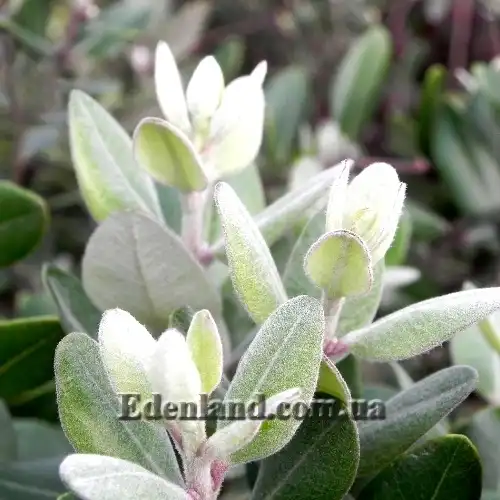 Изображение Метросидерос высокий - Metrosideros excelsa