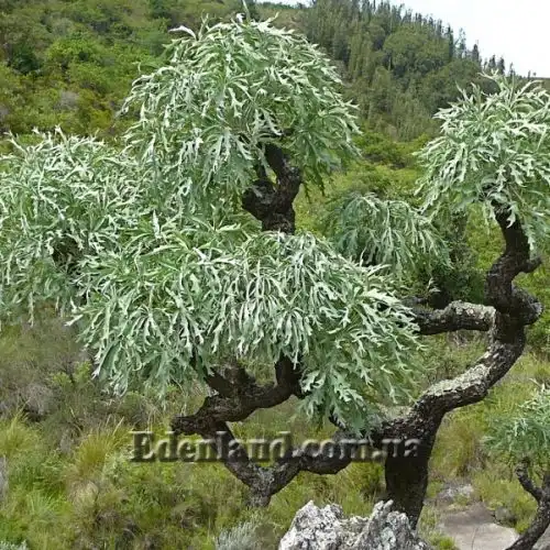 Кусонія хуртовина підвид виїмчаста - Cussonia paniculata subsp. sinuata 