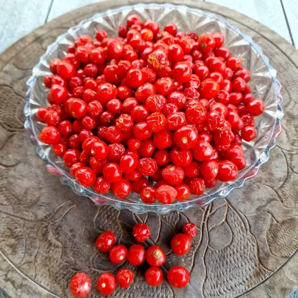 Зображення Перець Аджі Чарапіта червоний  - Aji Charapita Red