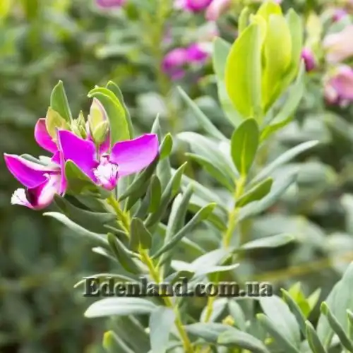 Зображення Істод миртолистий - Polygala myrtifolia