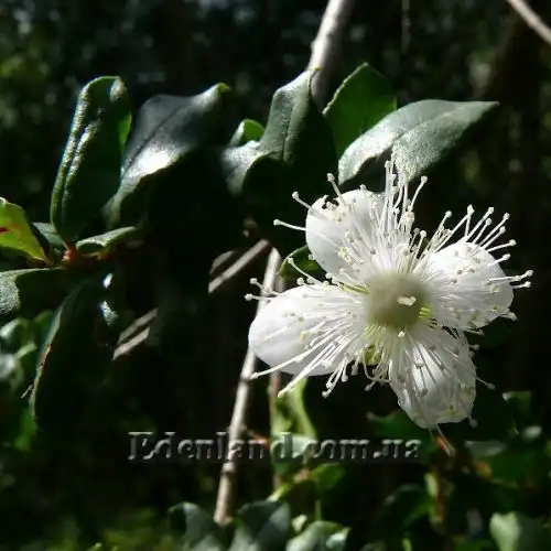 Изображение Лума Чекен - Luma chequen