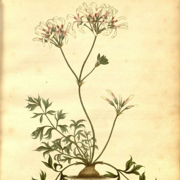 Изображение Пеларгония длиннолистная  - Pelargonium longifolium 