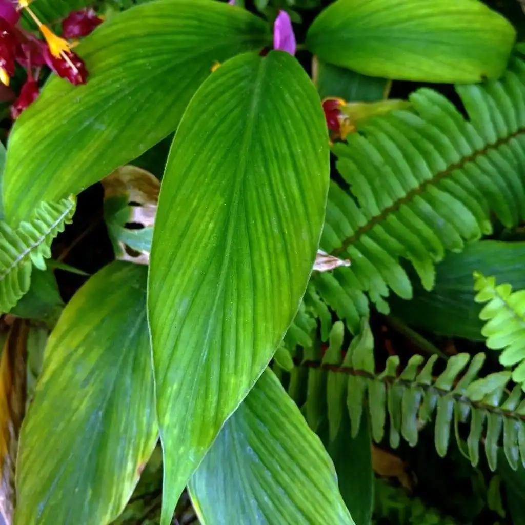 Зображення листя