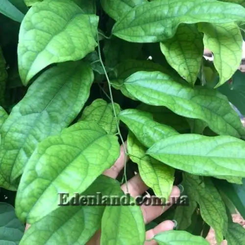 Изображение Тилиакора трёхтычинковая - Tiliacora triandra 