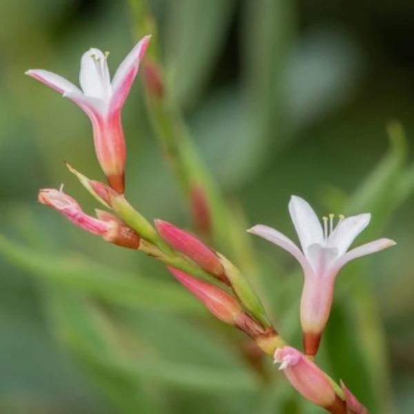 Изображение Оксигонум Штульмана  - Oxygonum stuhlmannii