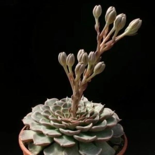 Зображення Граптопеталум прекрасний  - Graptopetalum bellum 