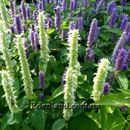 Изображение Агастахис морщинистый  - Agastache rugosa