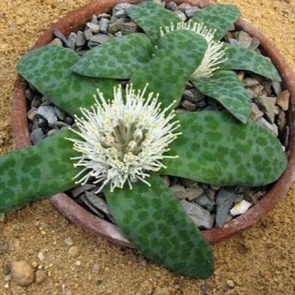 Изображение цветущие растения в горшке