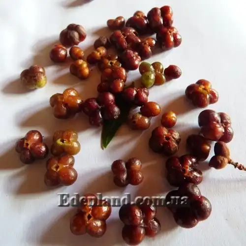 Изображение Гревия западная - Grewia occidentalis