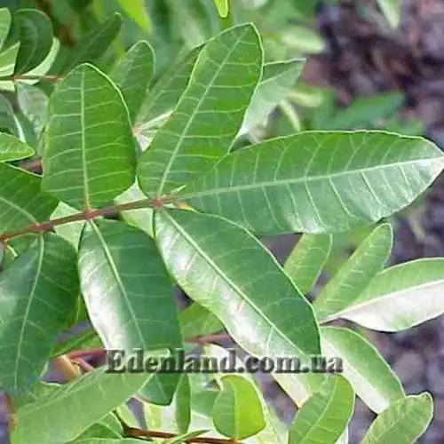 Изображение Шинус фисташколистный - Schinus terebinthifolius