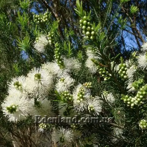 Изображение Мелалеука вересколистная - Melaleuca ericifolia